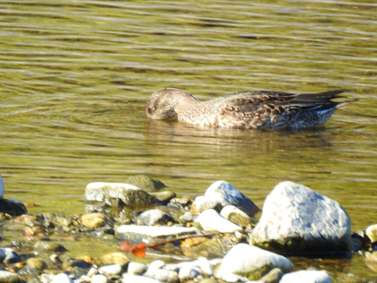 שרשיר - ML646038320