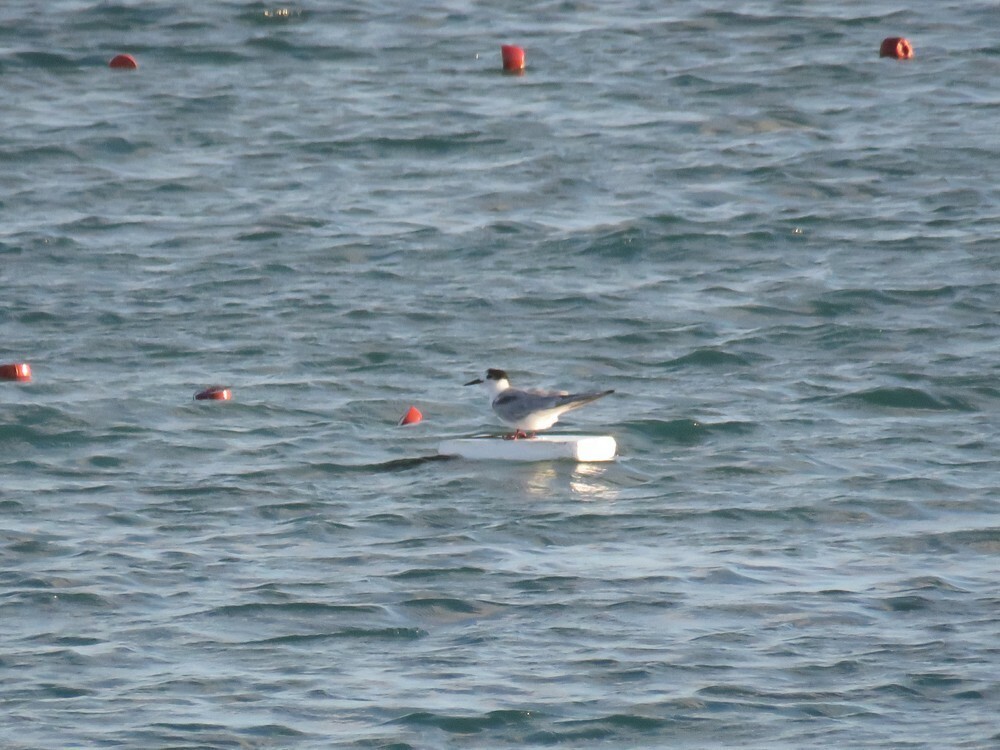 שחפית ים - ML646038321