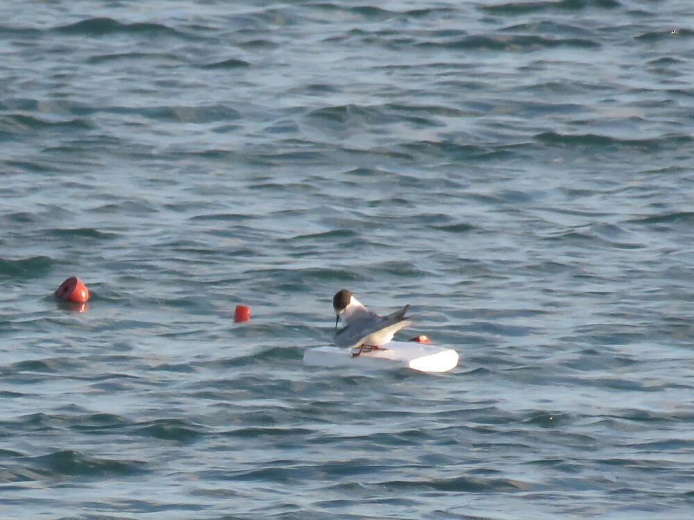 שחפית ים - ML646038322