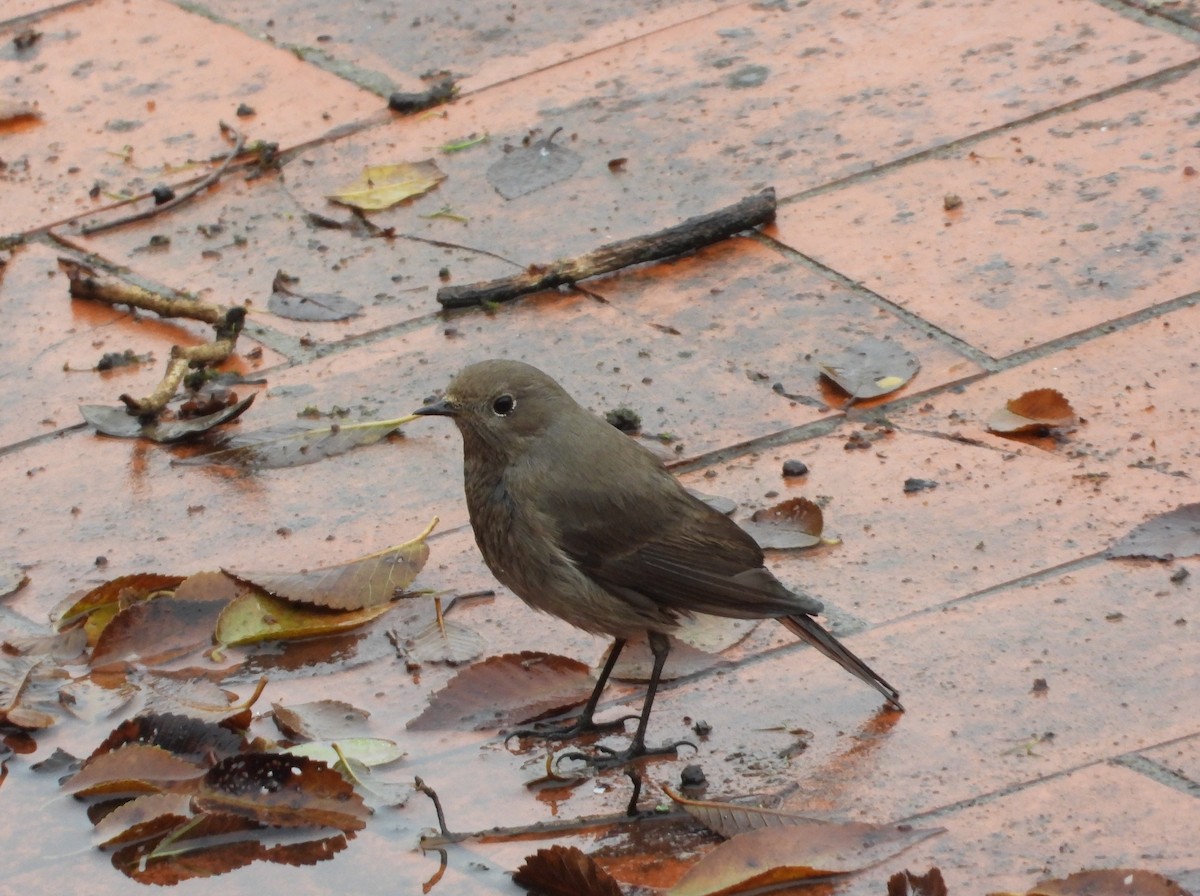 חכלילית סלעים - ML646038323