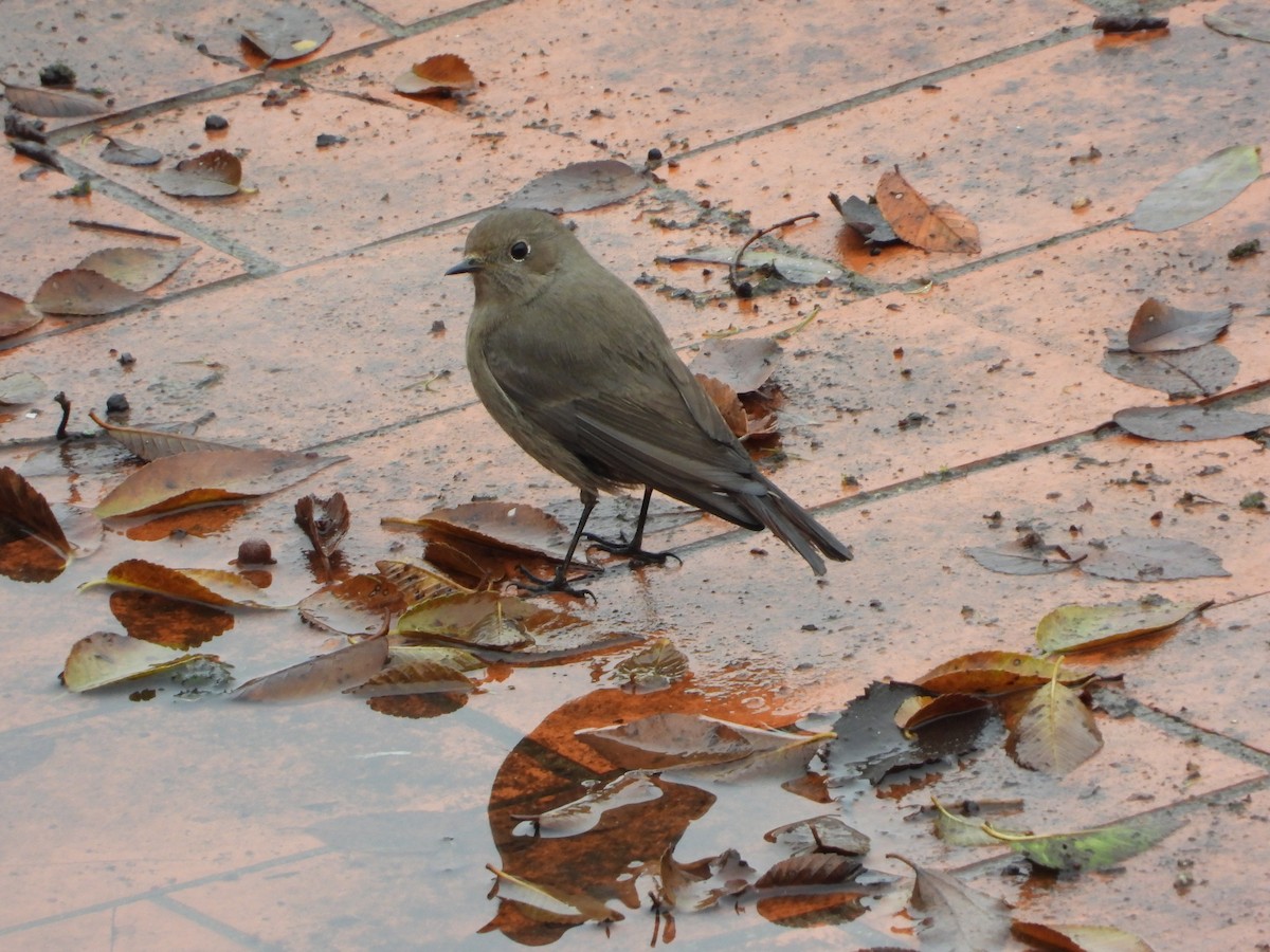 חכלילית סלעים - ML646038324