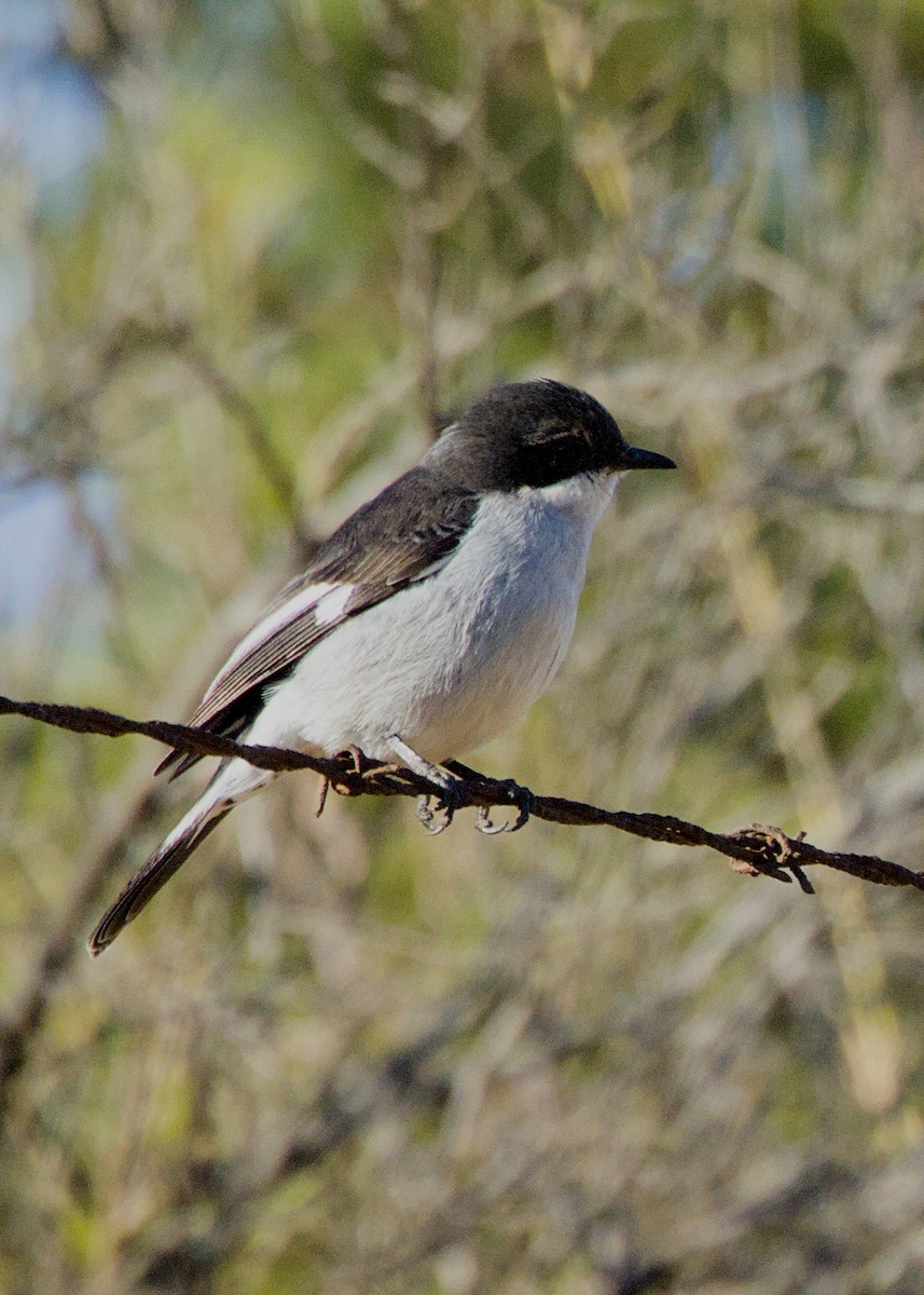 Fiscal Flycatcher - ML646038325