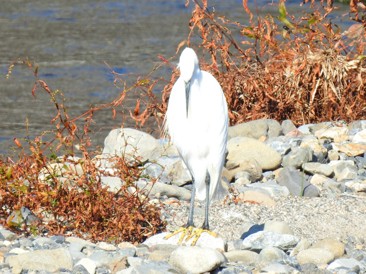 לבנית קטנה - ML646038326