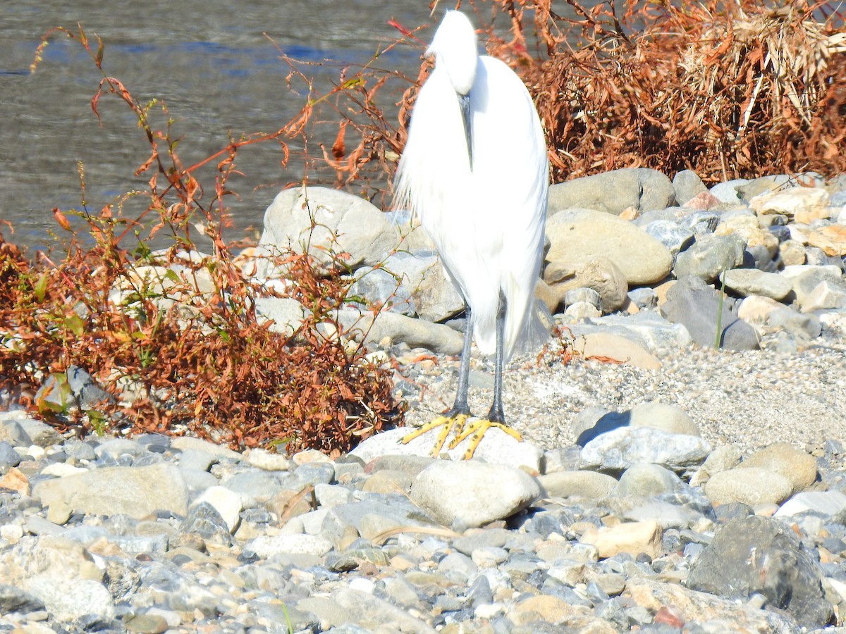 לבנית קטנה - ML646038327