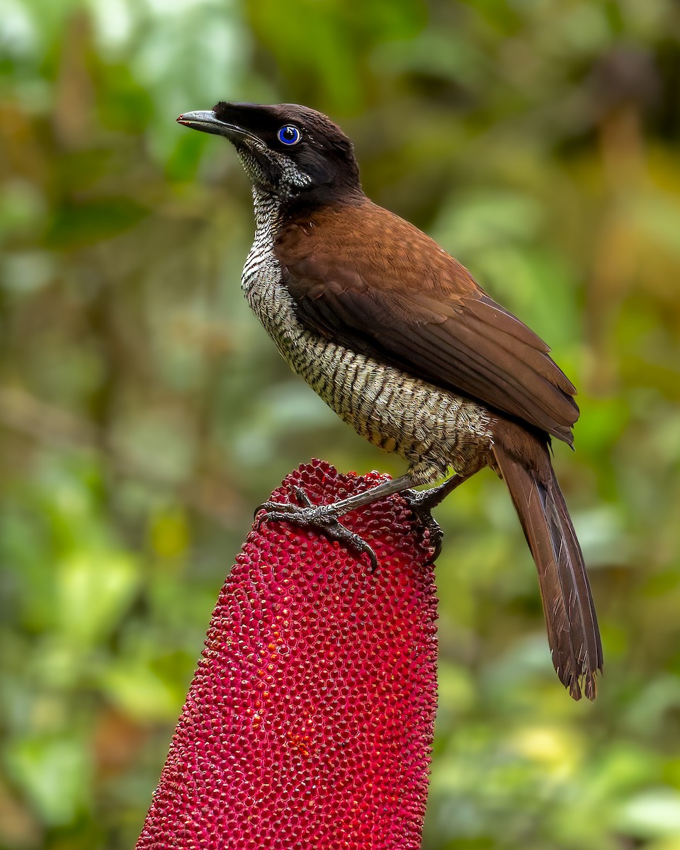 Western Parotia - ML646038328