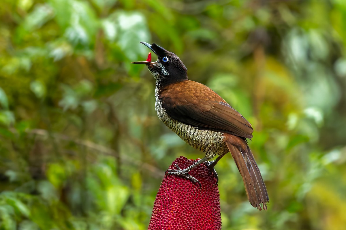 Western Parotia - ML646038329