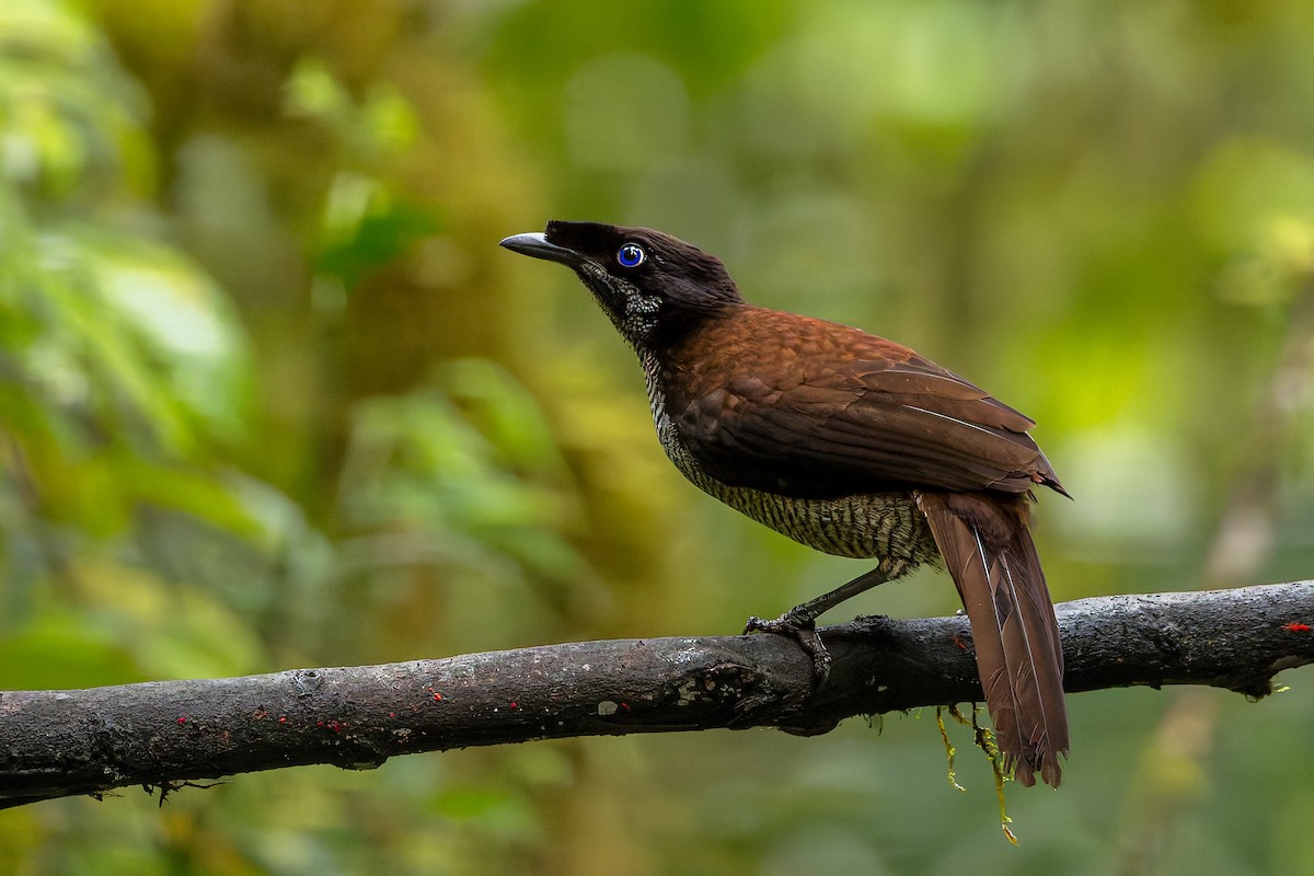 Western Parotia - ML646038330