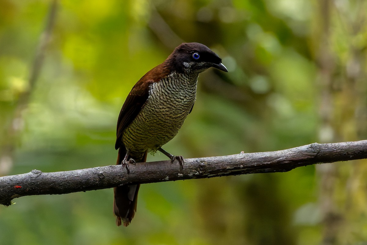 Western Parotia - ML646038331