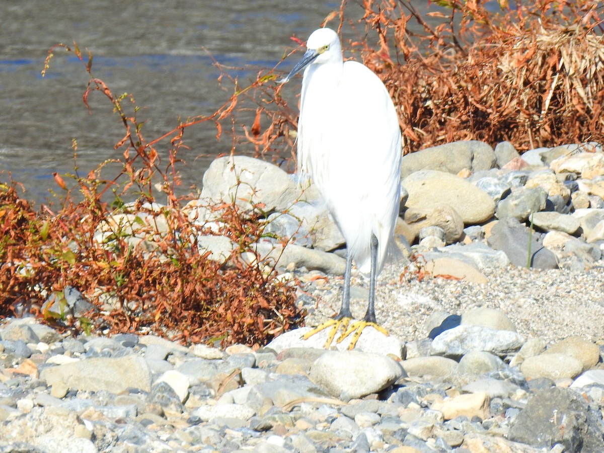 לבנית קטנה - ML646038332