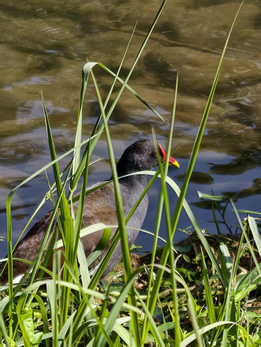 סופית - ML646038333