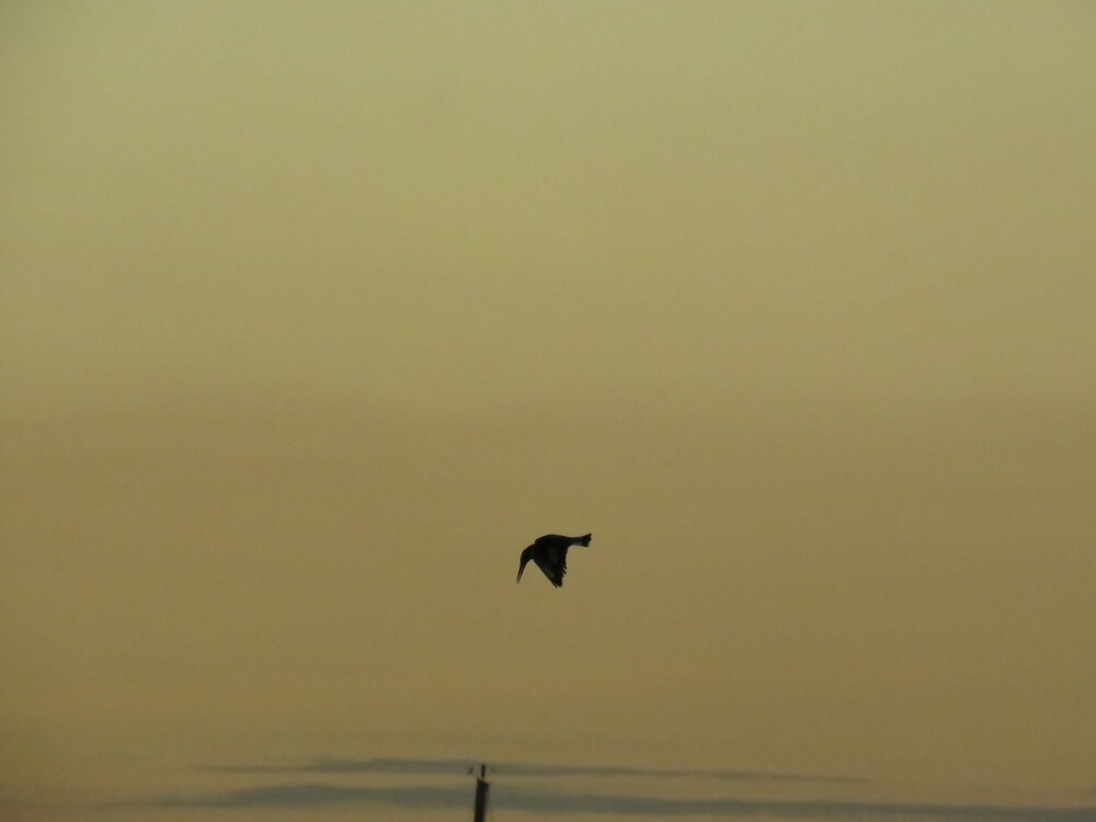 פרפור עקוד - ML646038334