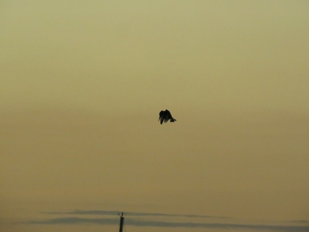 פרפור עקוד - ML646038336