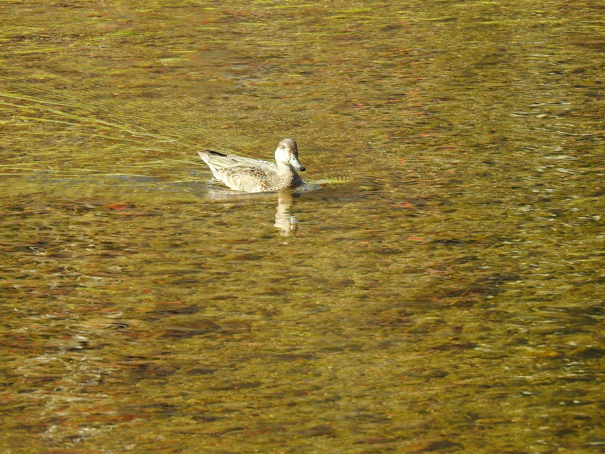 שרשיר - ML646038337