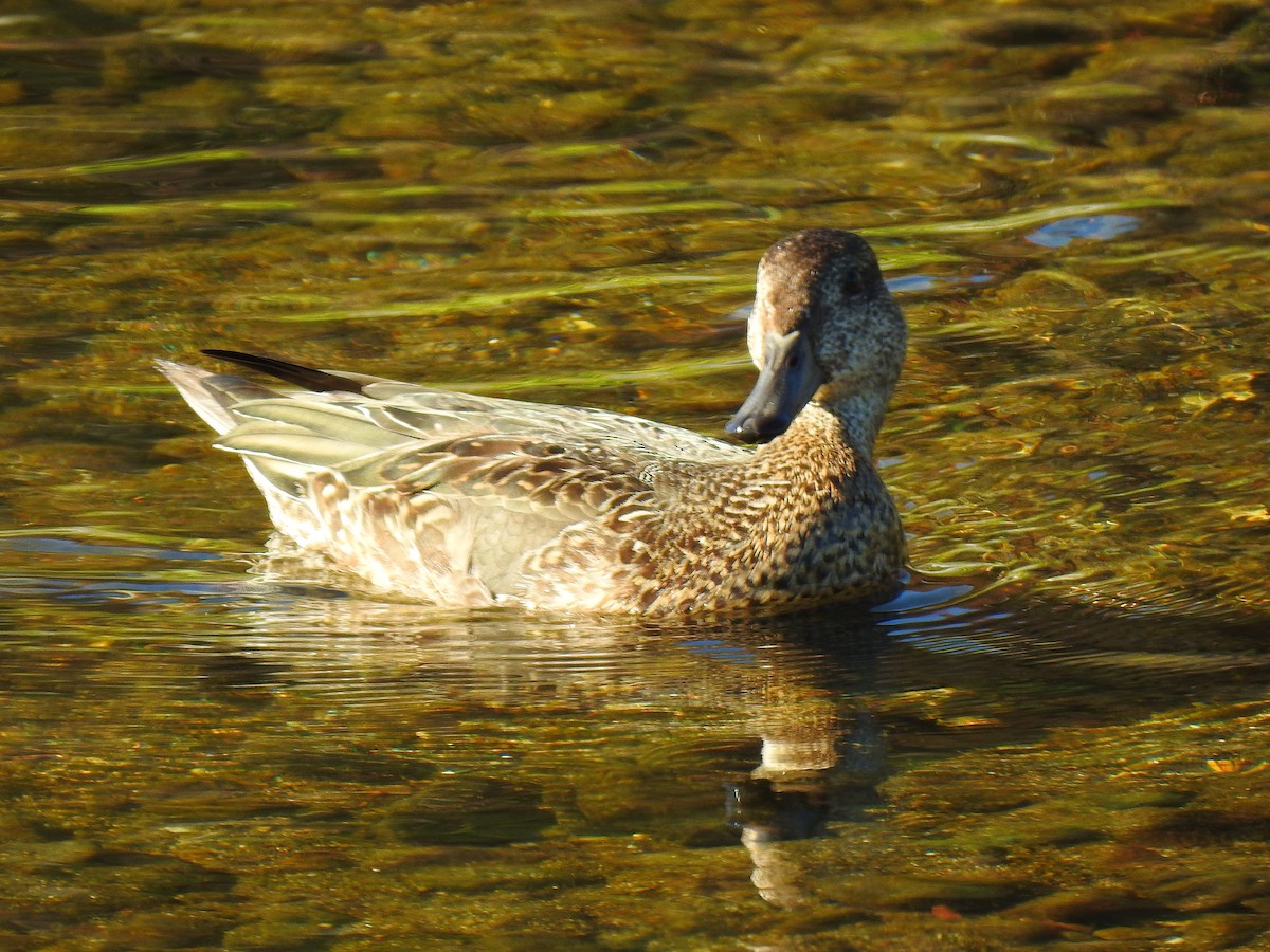 שרשיר - ML646038338