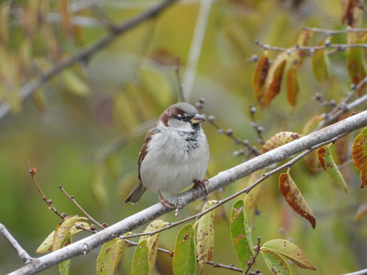 דרור הבית - ML646038339