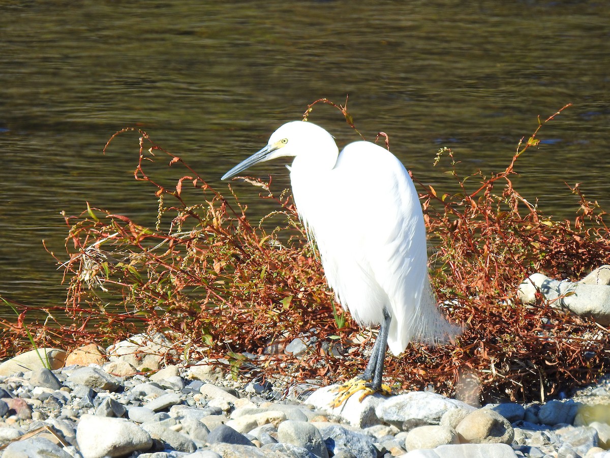 לבנית קטנה - ML646038340