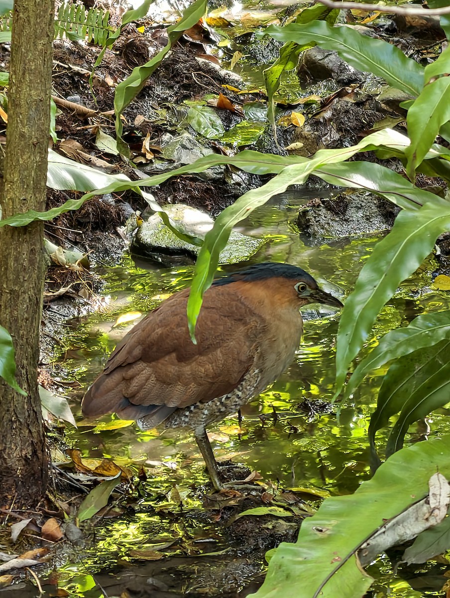 Malayan Night Heron - ML646038341