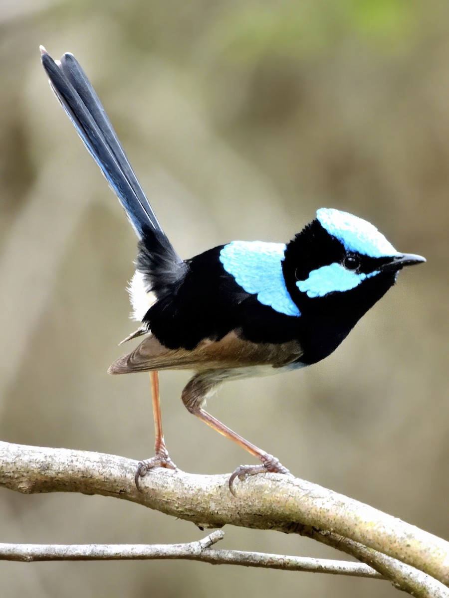Superb Fairywren - ML646038342