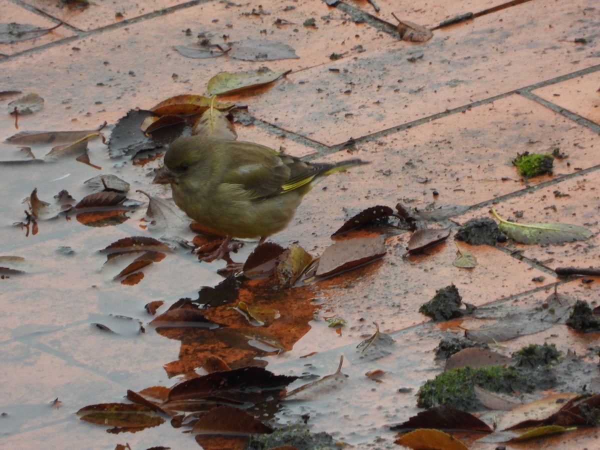ירקון - ML646038343