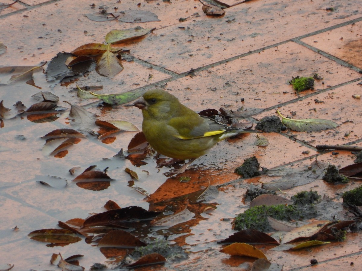 ירקון - ML646038344