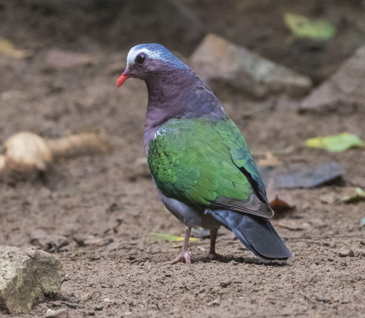 Asian Emerald Dove - ML646038345