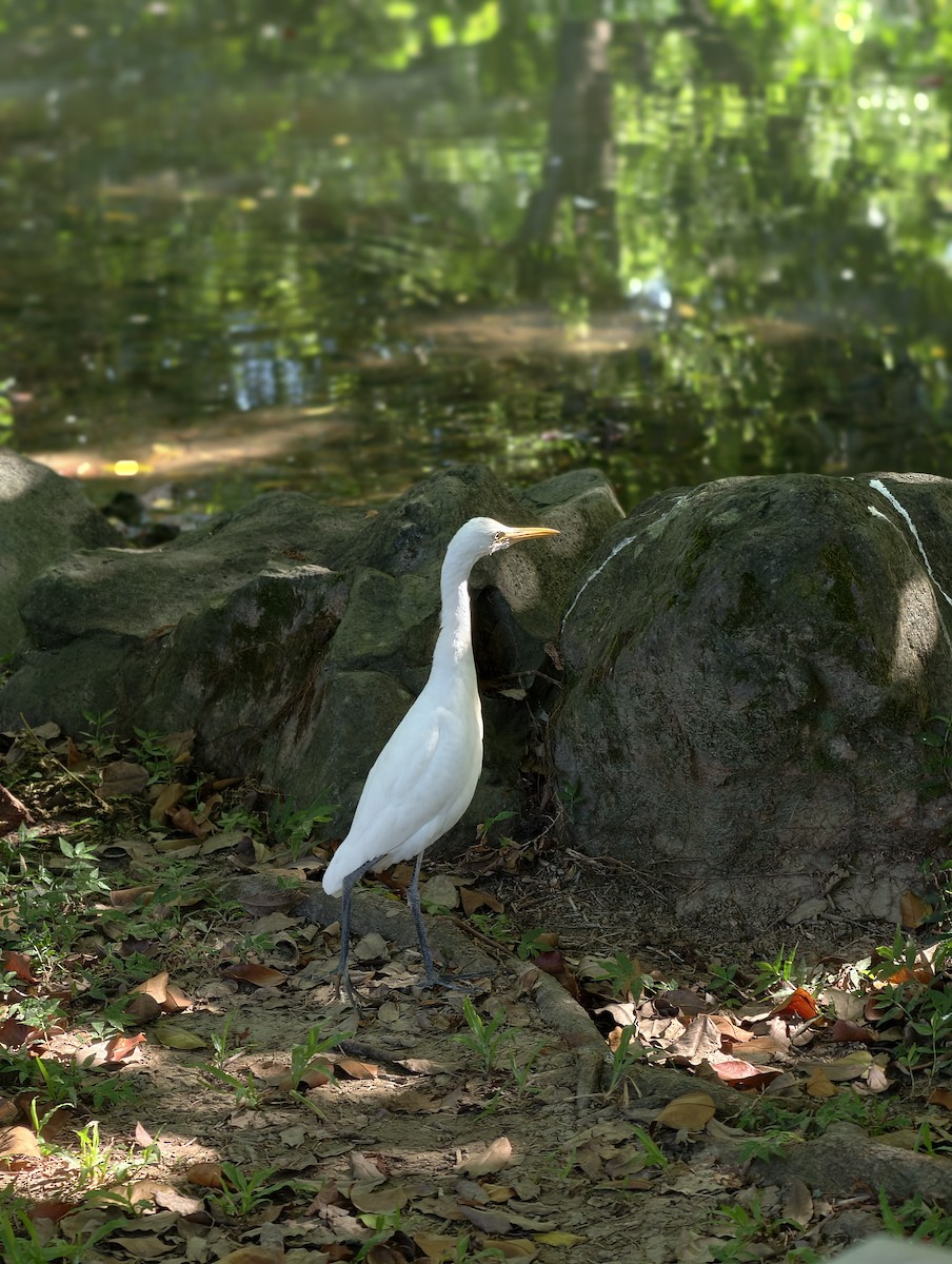 אנפית בקר מזרחית - ML646038346