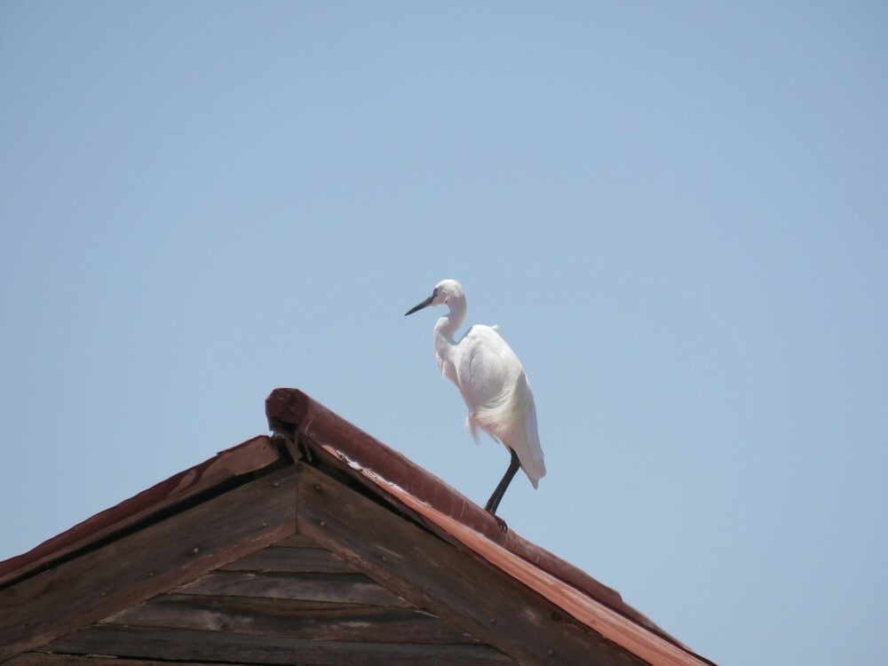 לבנית קטנה - ML646038347