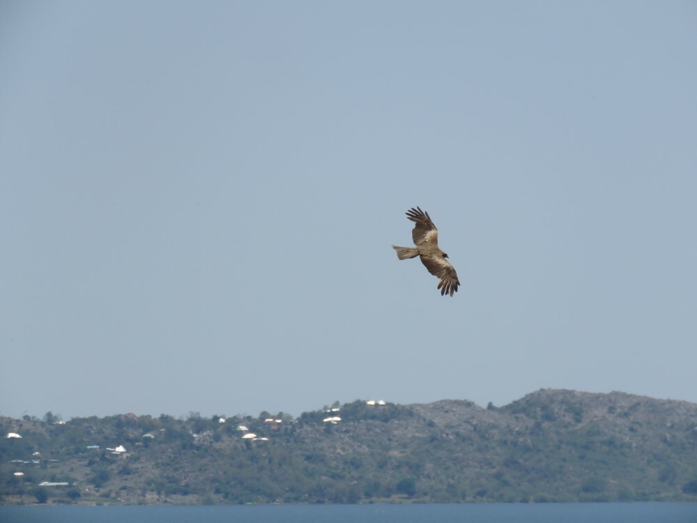 דיה שחורה - ML646038348