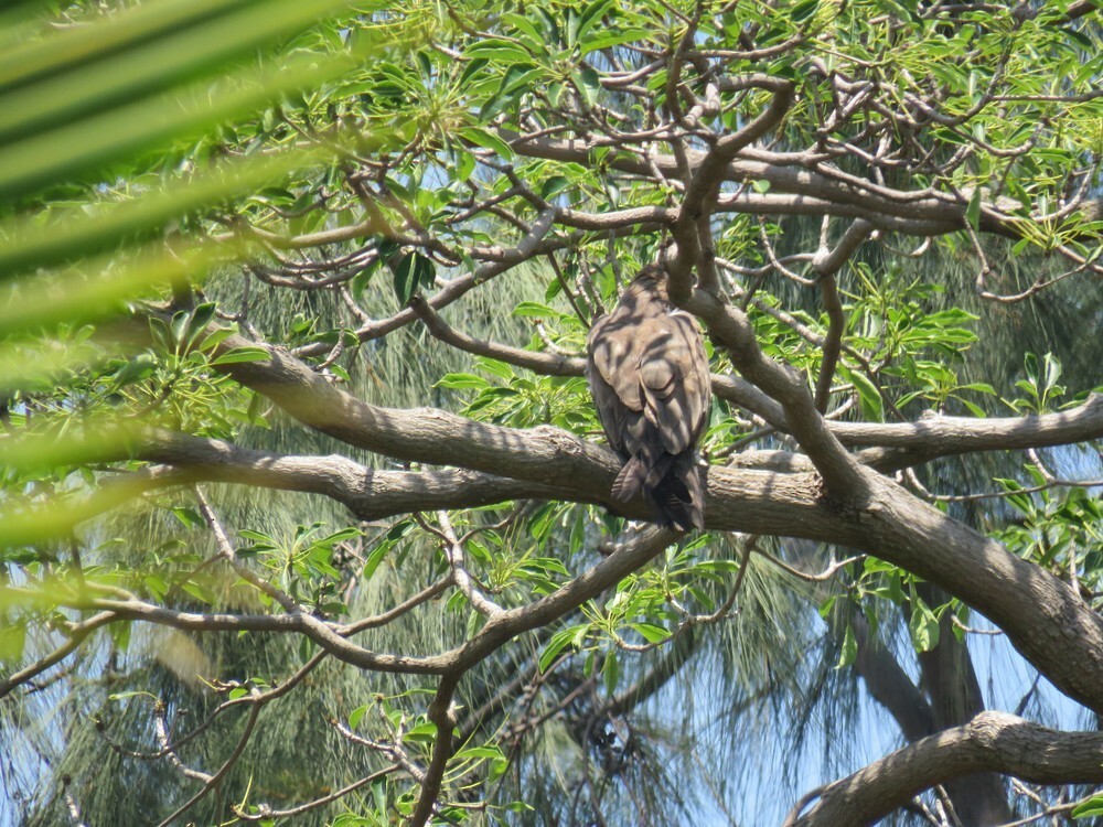דורס יום בלתי-מזוהה (עקב) - ML646038355