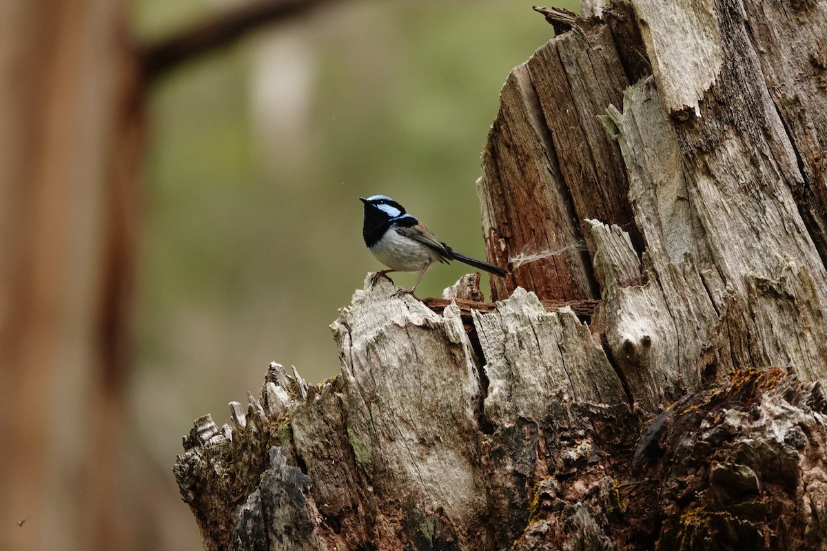Superb Fairywren - ML646038360