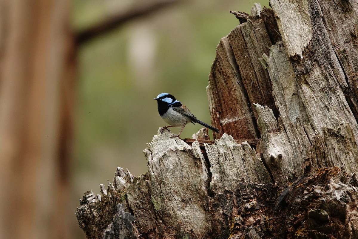 Superb Fairywren - ML646038361