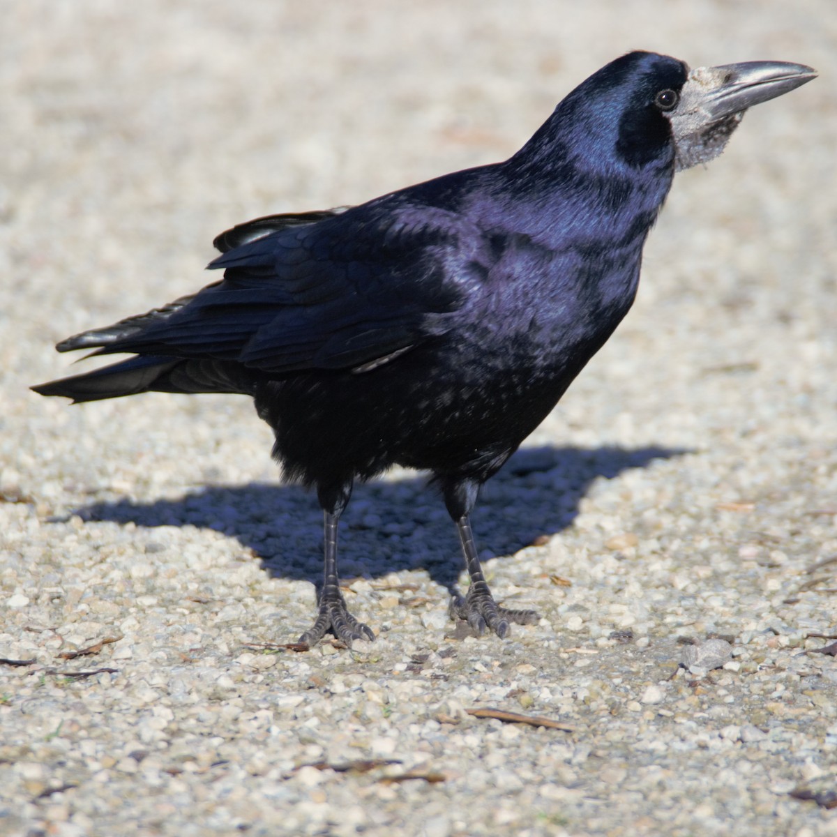 Ekin Kargası - ML646038380