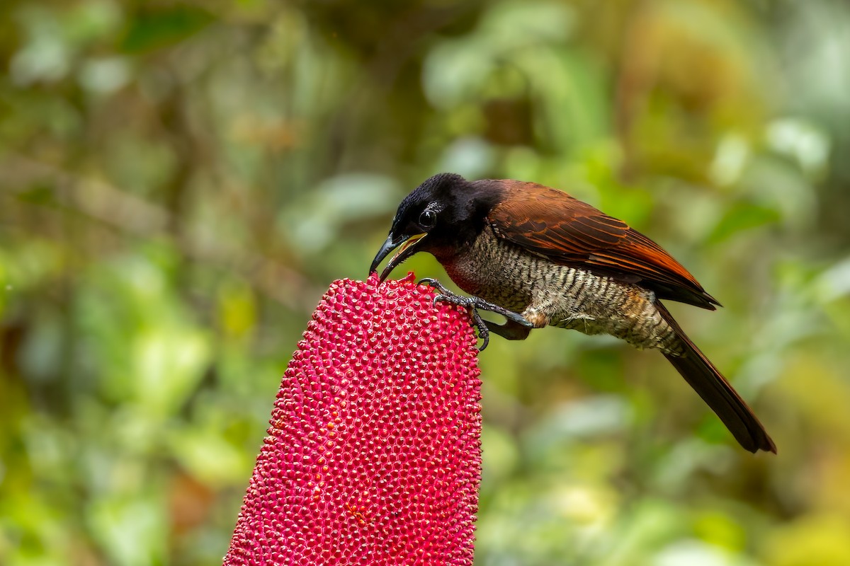 Vogelkop Lophorina - ML646038382