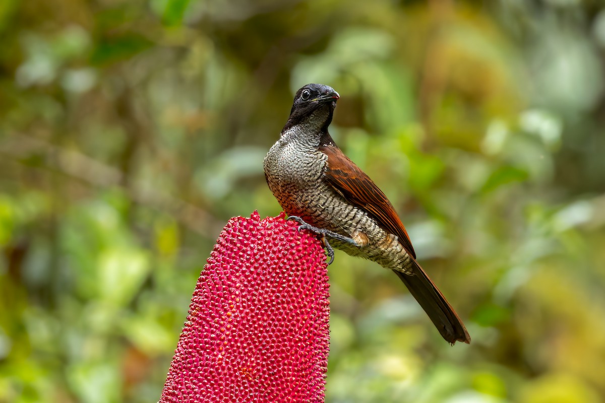 Vogelkop Lophorina - ML646038383