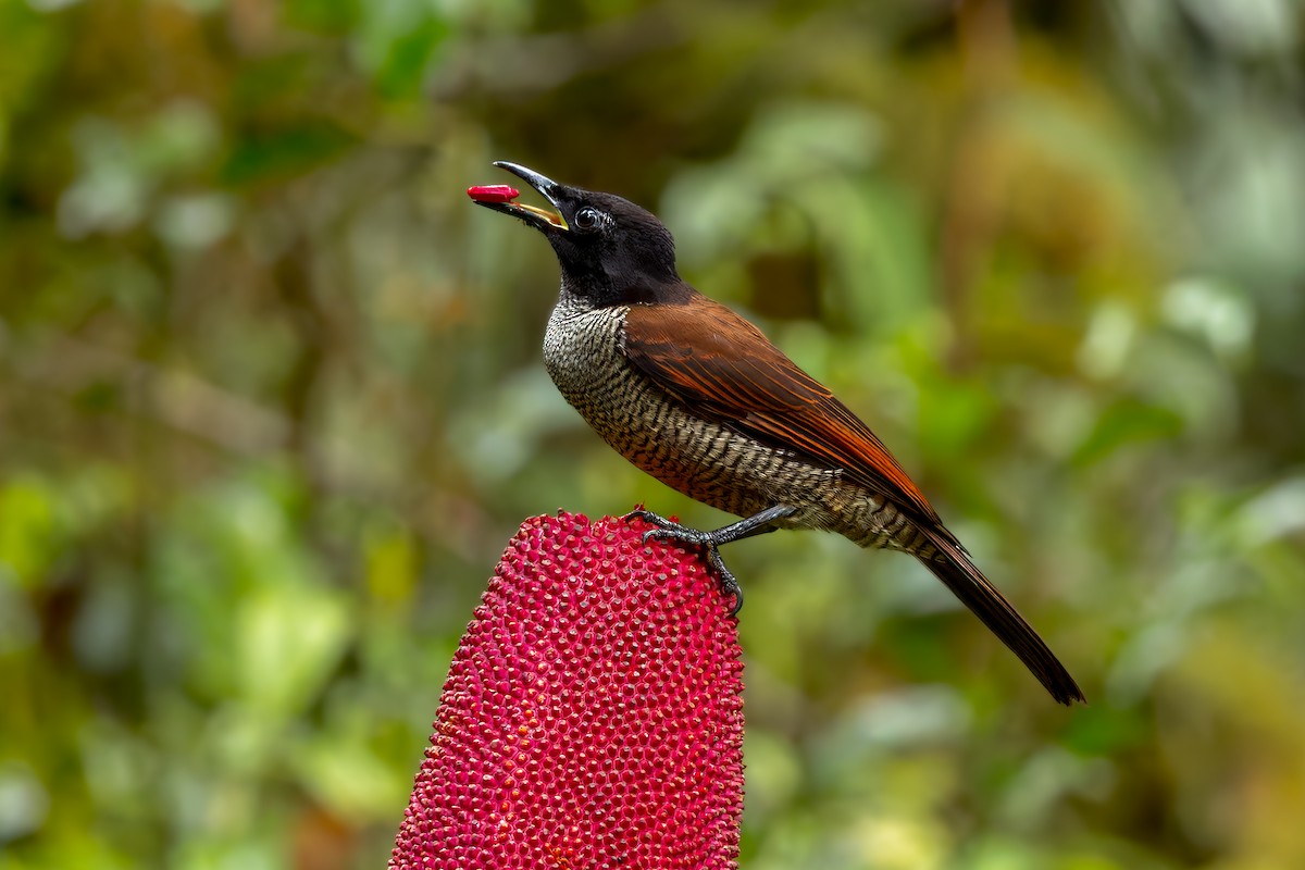 Vogelkop Lophorina - ML646038384