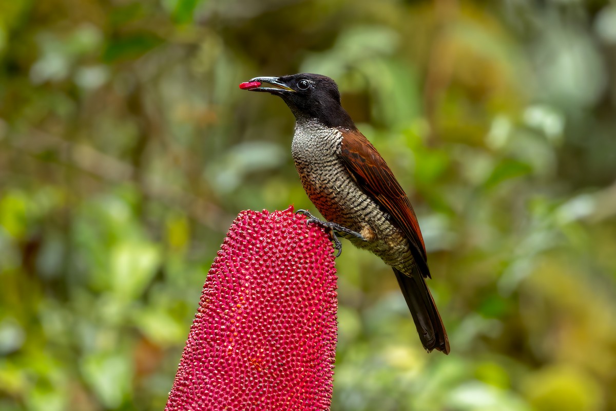 Vogelkop Lophorina - ML646038385