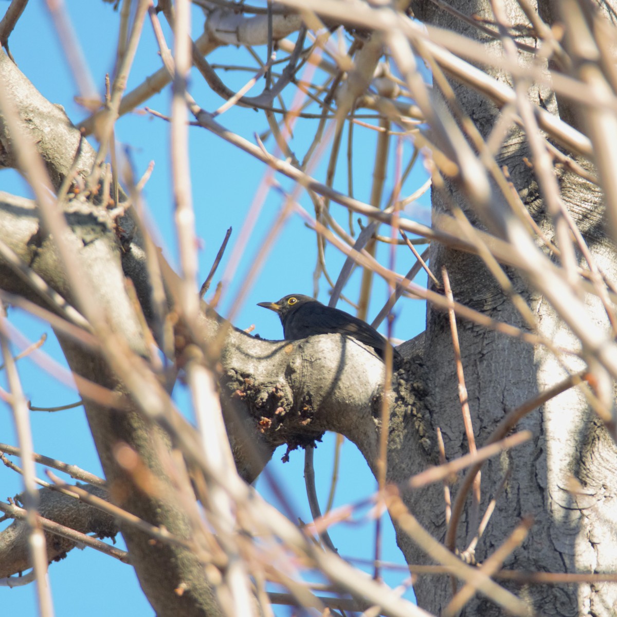 Eurasian Blackbird - ML646038386
