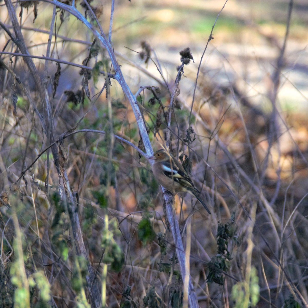 Common Chaffinch - ML646038387
