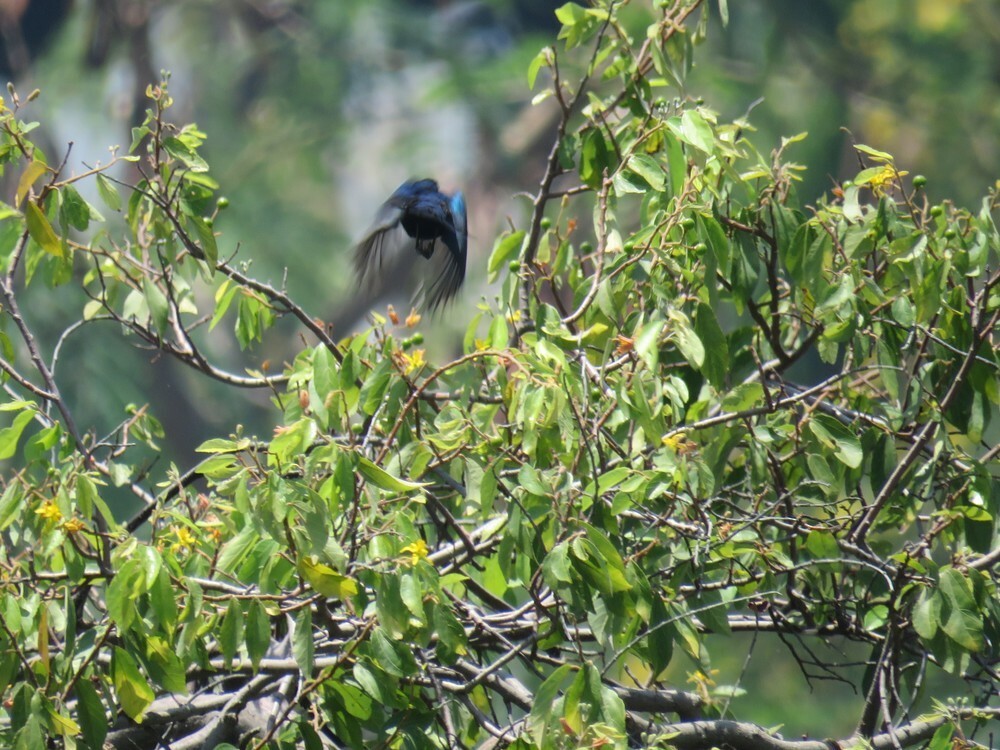 sunbird sp. - ML646038388