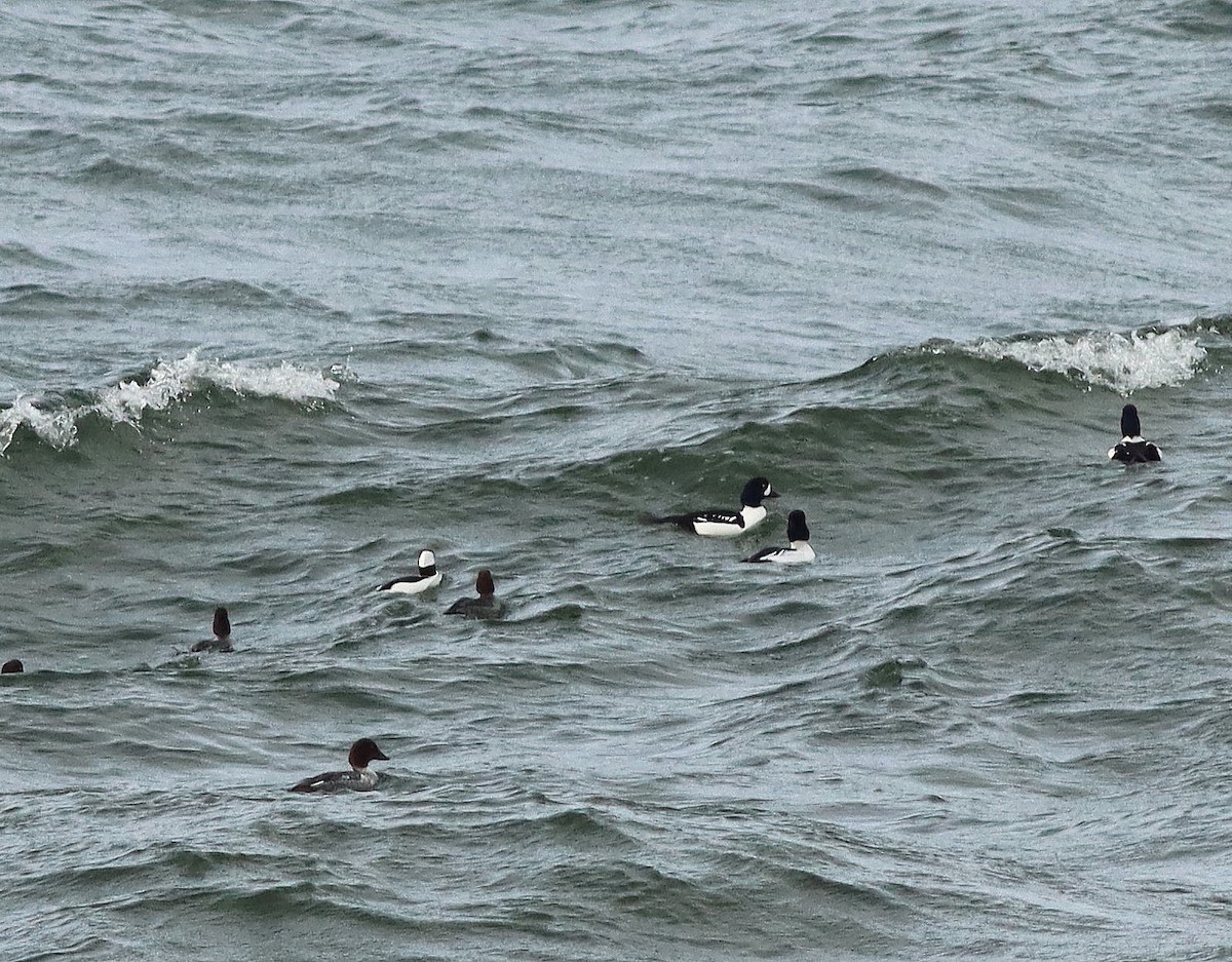 キタホオジロガモ - ML646038389