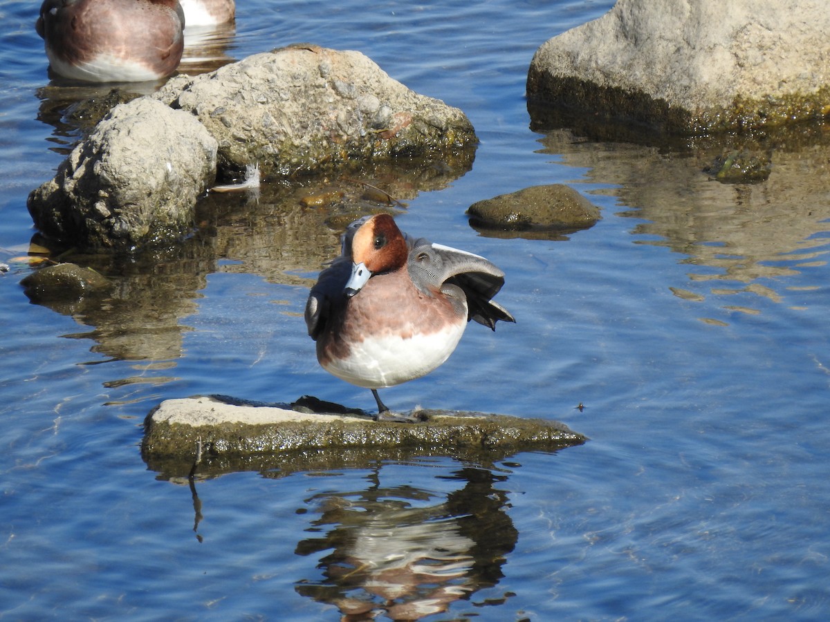 Eurasian Wigeon - ML646038392