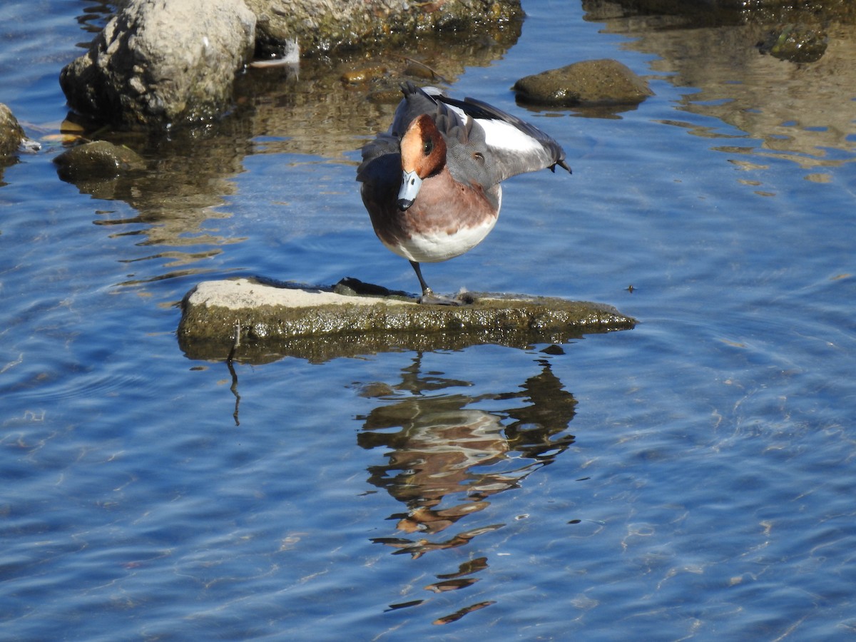 Eurasian Wigeon - ML646038393