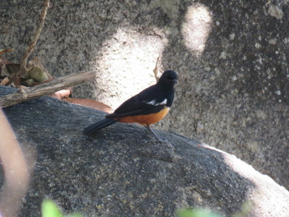 Mocking Cliff-Chat - ML646038394