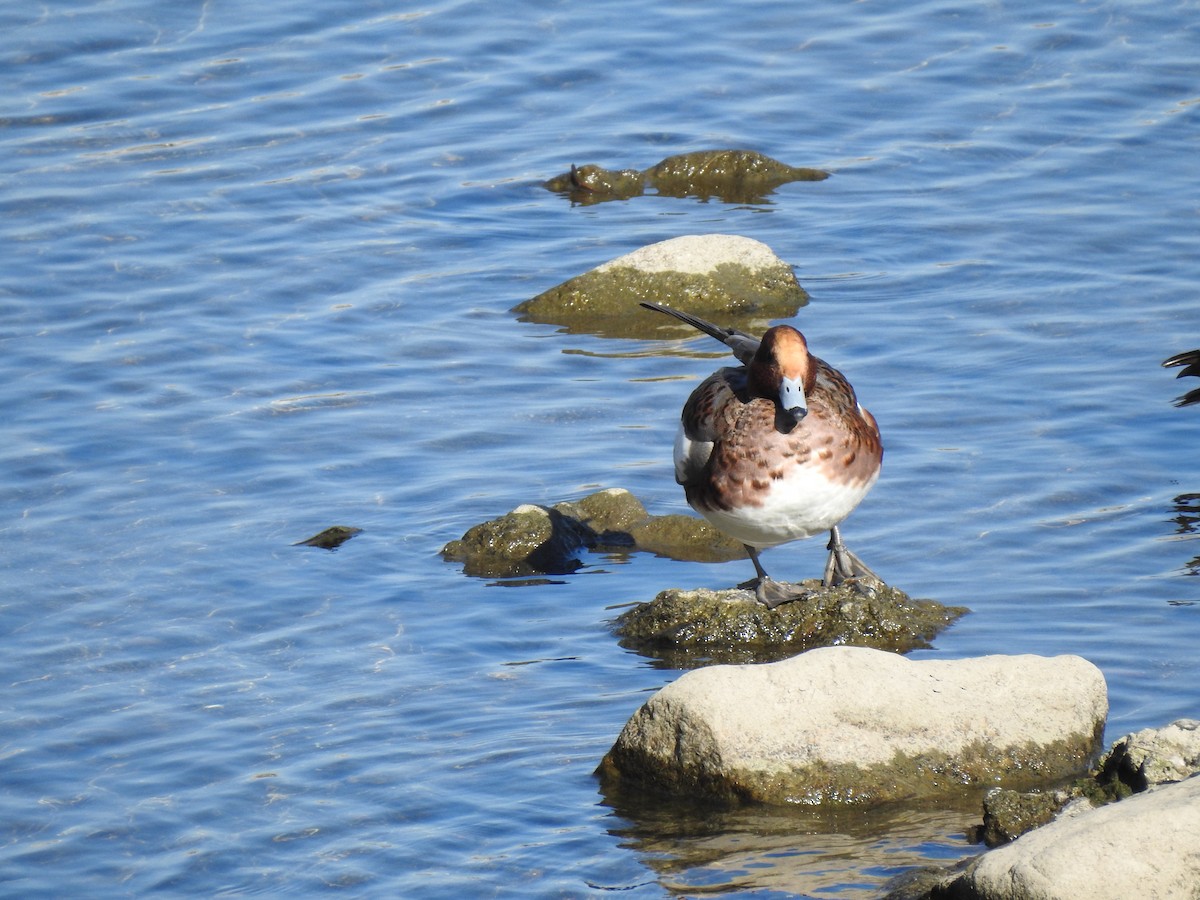 Eurasian Wigeon - ML646038395