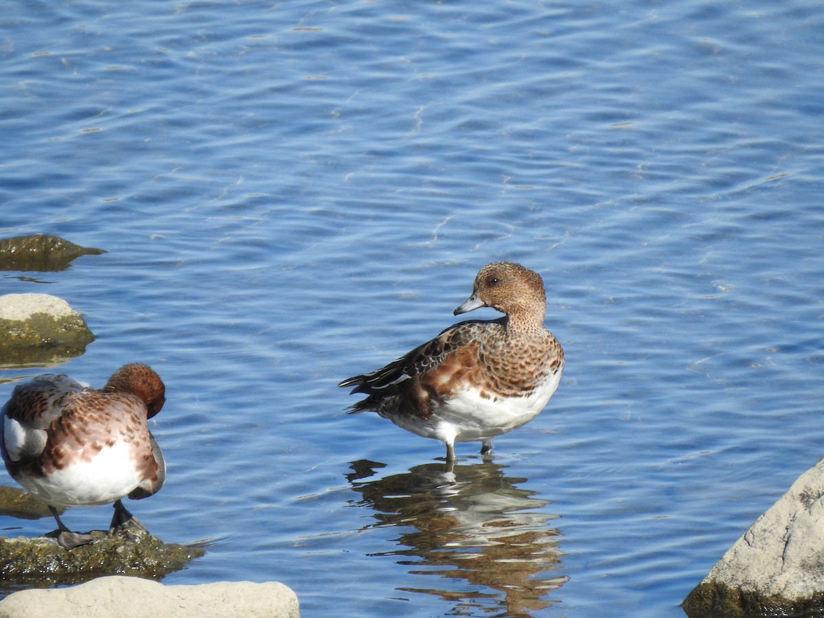 Eurasian Wigeon - ML646038396