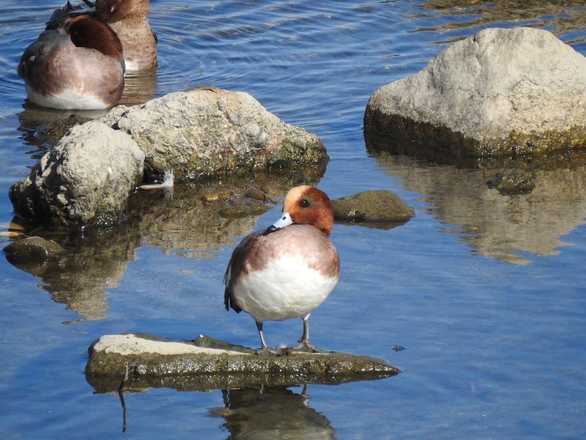 Eurasian Wigeon - ML646038397