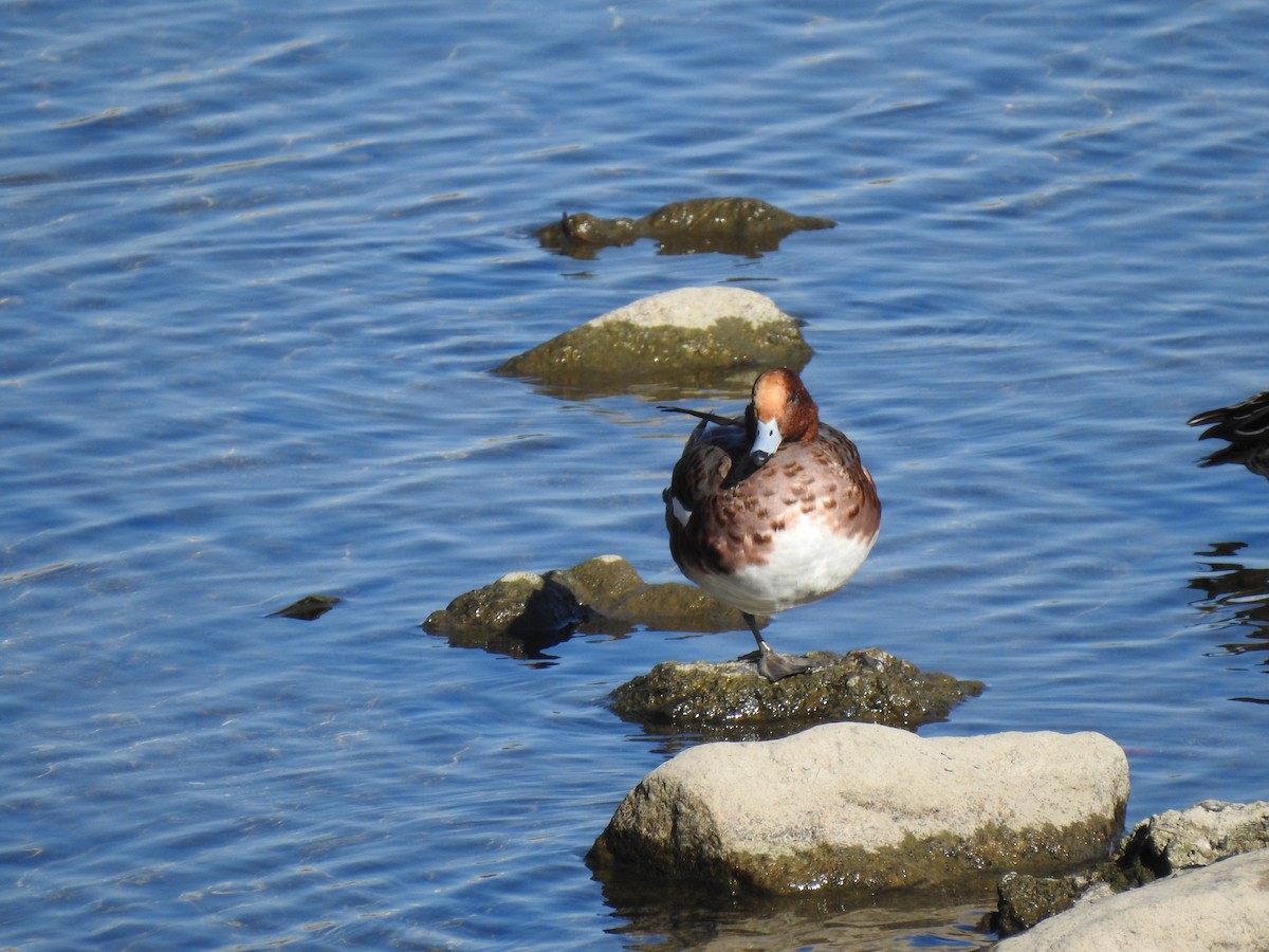 Eurasian Wigeon - ML646038398