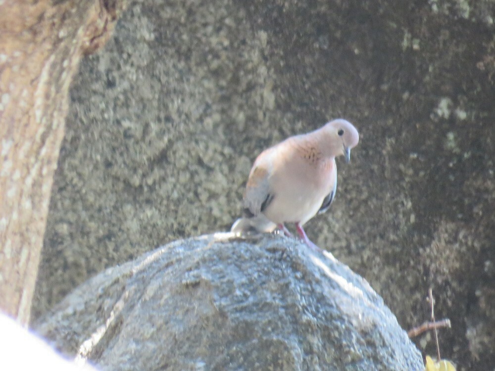 Laughing Dove - ML646038403