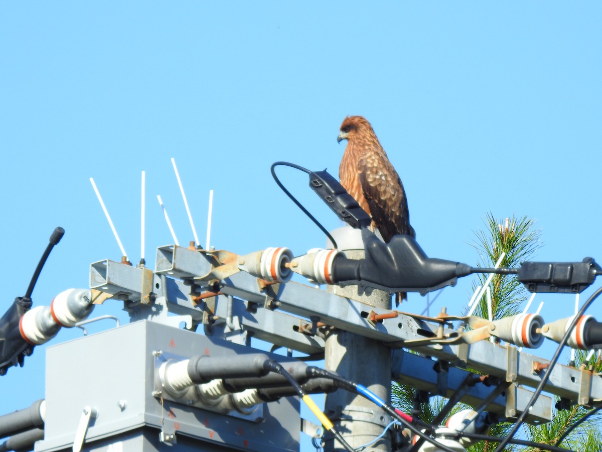Black Kite - ML646038404