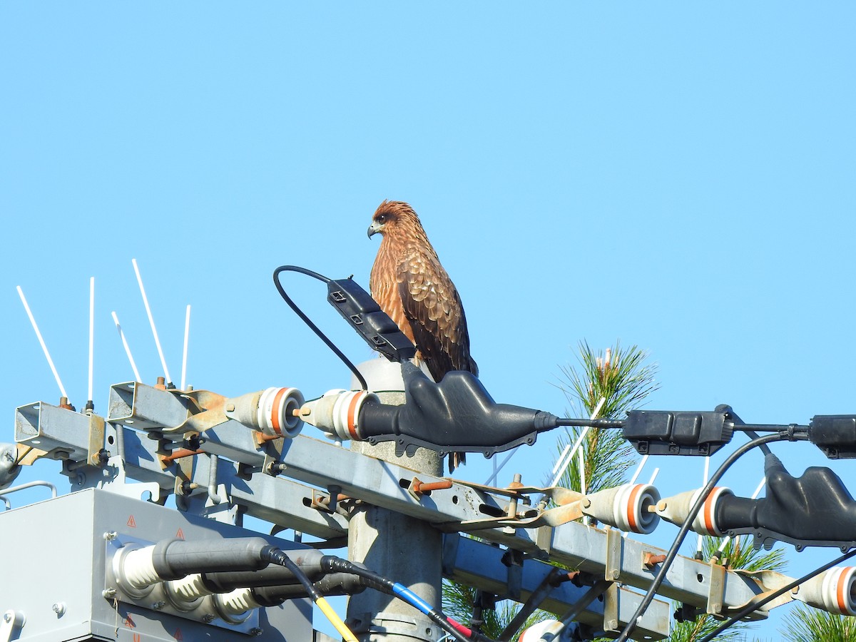 Black Kite - ML646038405